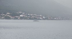U sjevernom Jadranu bila su najmanje dva kita, evo odakle stižu najnovije dojave