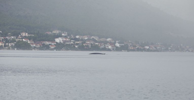 U sjevernom Jadranu bila su najmanje dva kita, evo gdje su danas viđeni
