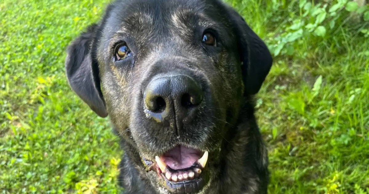 Pasti se prije bojala ljudi, a sada čeka nekoga kome će moći vjerovati