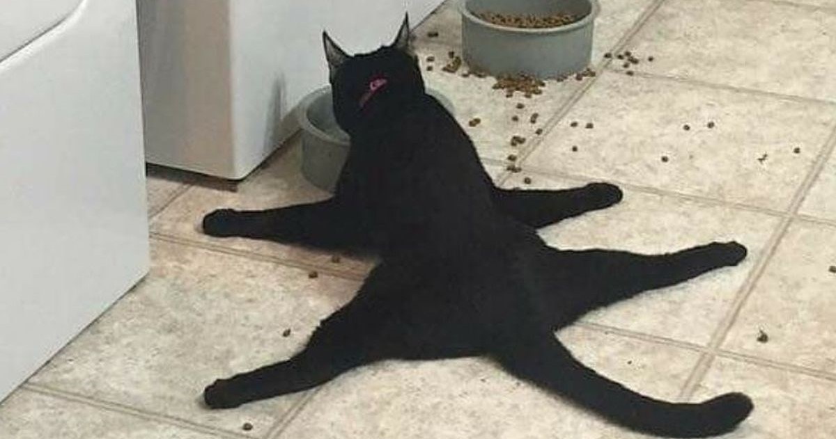 Instagram stranica dijeli urnebesne fotke mačaka na koje je nemoguće ne nasmijati se