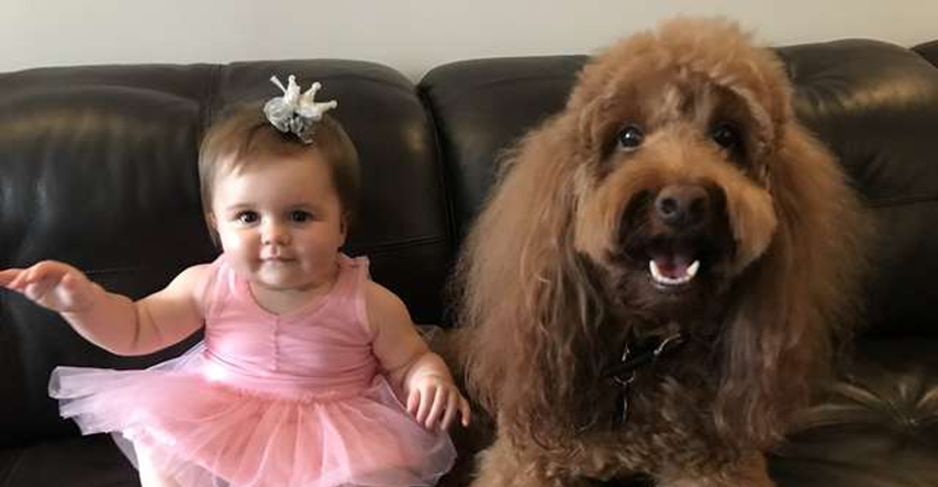 Roditelji snimili najslađi prizor: psa koji je smirio njihovu uplakanu kćer
