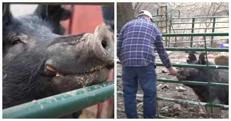 Svinja od 204 kg pobjegla iz staje i pronašla si prijatelje, brzo je vraćena vlasniku
