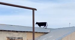 Farmer je mislio da mu je nestala krava pa se šokirao kada ju je pronašao