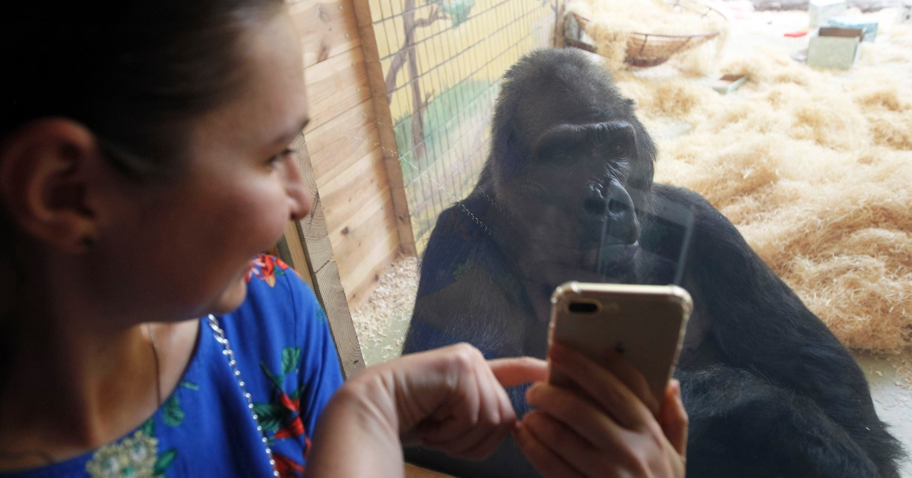 Zoološki vrtovi su zabrinuti: Gorile su se navukle na videozapise na mobitelima
