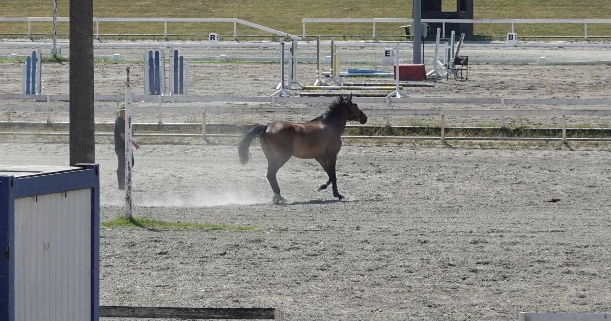 FOTO I VIDEO Konji se vratili na zagrebački Hipodrom