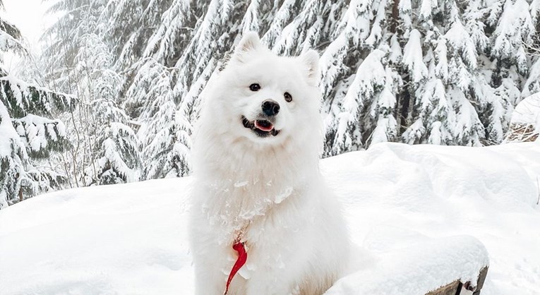 Pas pronašao snježnu špilju u kojoj obožava boraviti satima