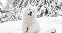 Pas pronašao snježnu špilju u kojoj obožava boraviti satima