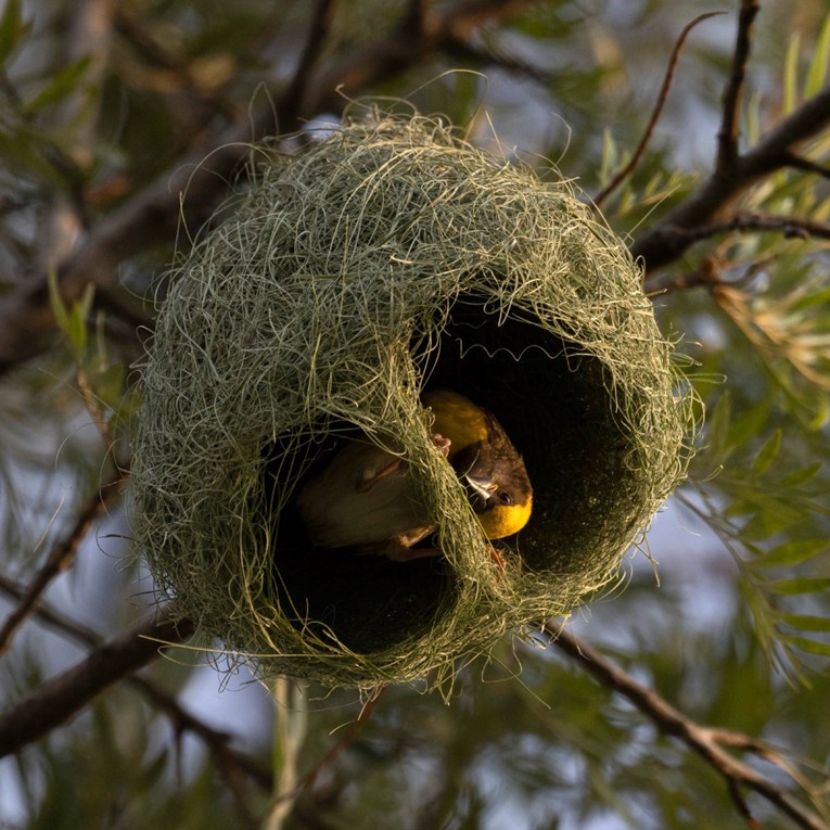 Istraživači otkrili da ptice koriste ljudski plastični otpad kako bi ojačale gnijezda