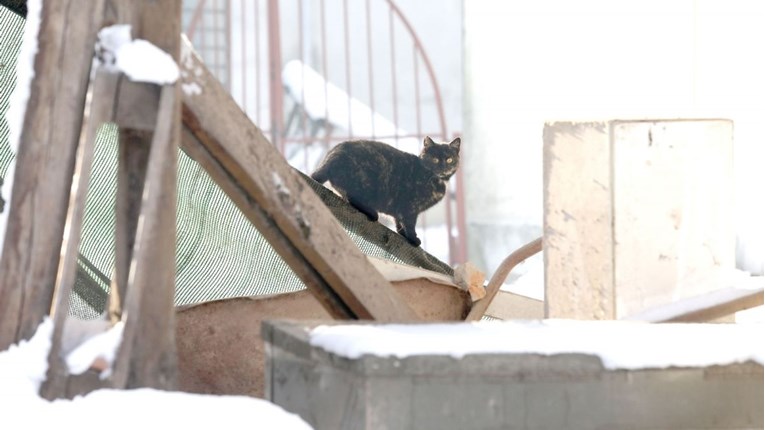 Mačka u Petrinji tražila mjesto da se ugrije pa utočište pronašla među ruševinama