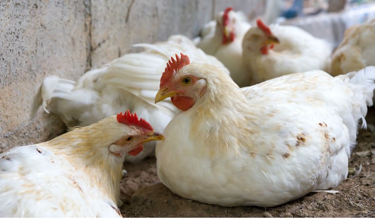Zbog straha od ptičje gripe inspekcija pojačala kontrolu na farmama peradi