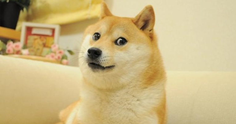 Kabosu, pas koji stoji iza poznatog mema "doge", boluje od leukemije