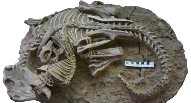 FOTO Otkriven zanimljiv fosil: Sisavac grize dinosaura 