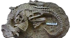 FOTO Otkriven zanimljiv fosil: Sisavac zario zube u dinosaura