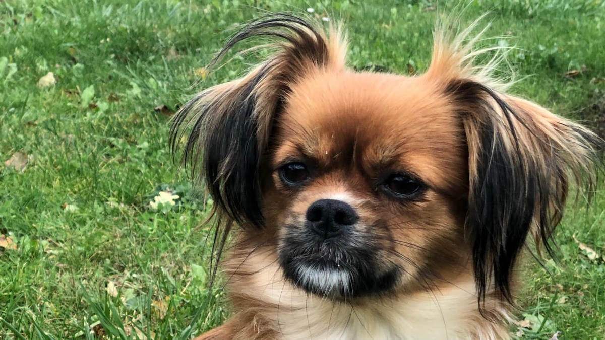 Kujica Jana ima svega 5 kilograma i zaljubit ćete se u nju na prvi pogled