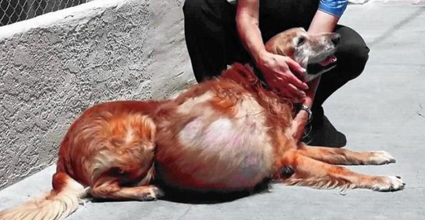 Ono što je ovaj pas preživio ne viđa se svaki dan