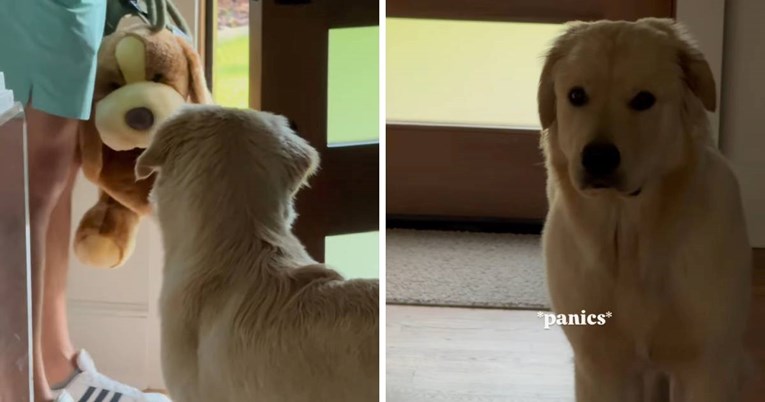 Vlasnikov trik s obrnutom psihologijom postao je hit: Evo kako je prevario psa