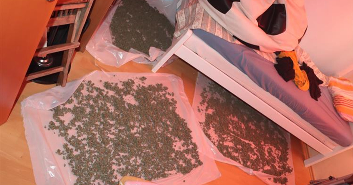 FOTO Slovenac u Istri pao s više od 4 kg marihuane. Našli mu i laboratorij