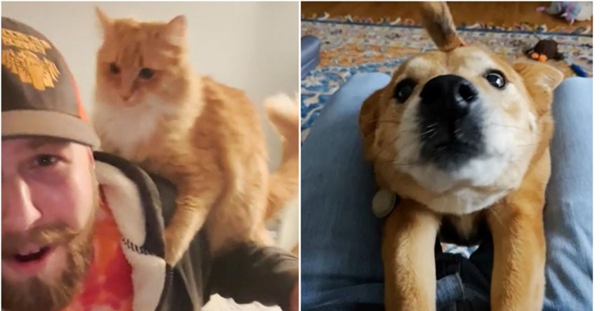 VIDEO Pogledajte kako vlasnika kad dođe kući pozdravlja mačka, a kako pas