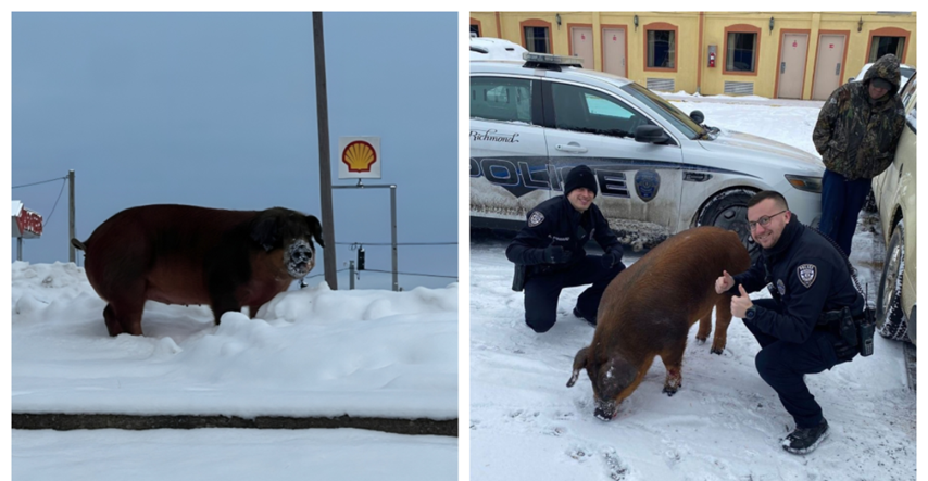 Svinja pobjegla od vlasnika i uživala s njuškom u snijegu sve do dolaska policije