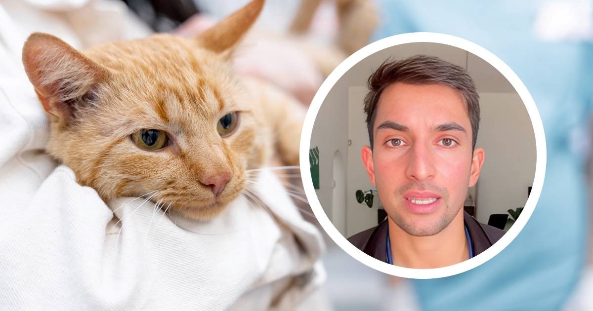 Veterinar upozorava na ključne simptome bolesti koja može biti smrtonosna za mačke