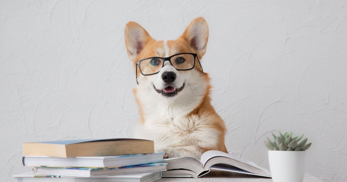 Šest znakova da je vaš pas genijalac, prema veterinarima