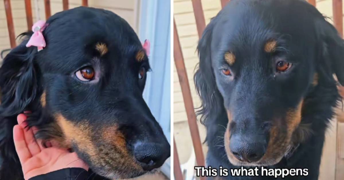 TikTok je zaludio neobičan križanac zlatnog retrivera i bernskog planinskog psa