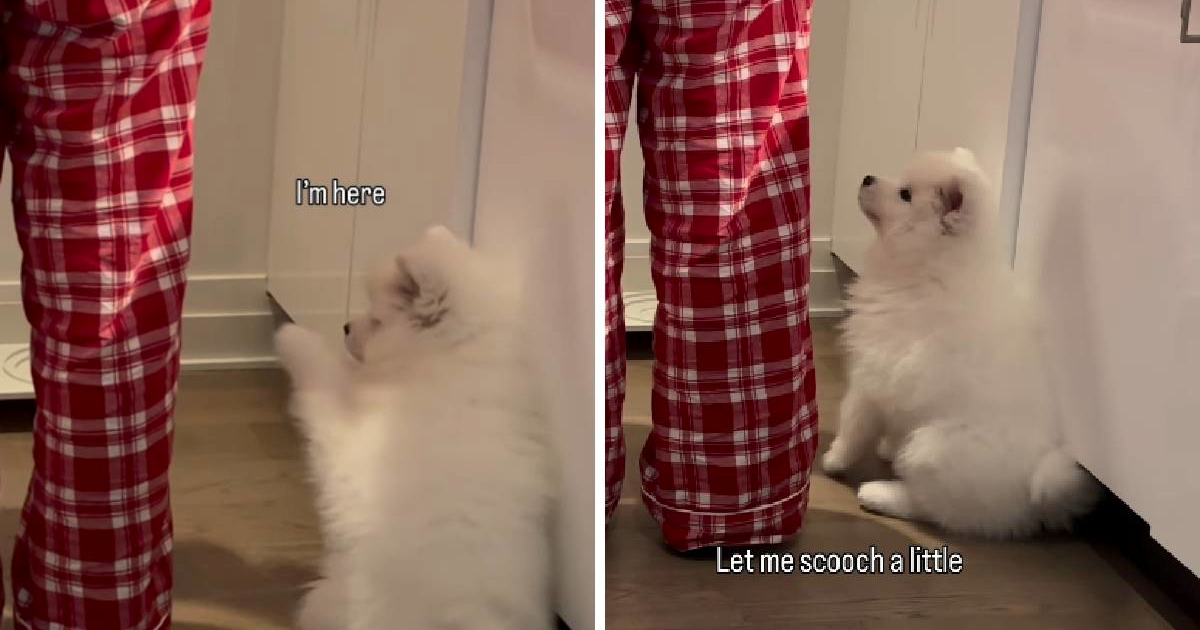 Snimka nestrpljivog štenca koji čeka hranu osvojila je internet