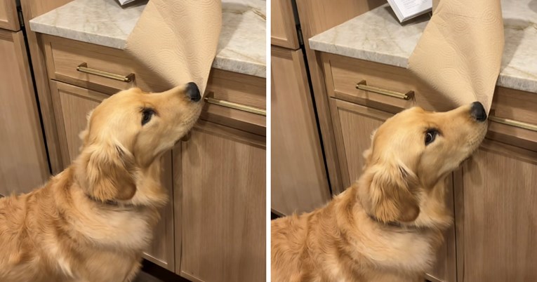 Zlatni retriver uhvaćen u krađi papirnatih ručnika nasmijao je mnoge ponašanjem