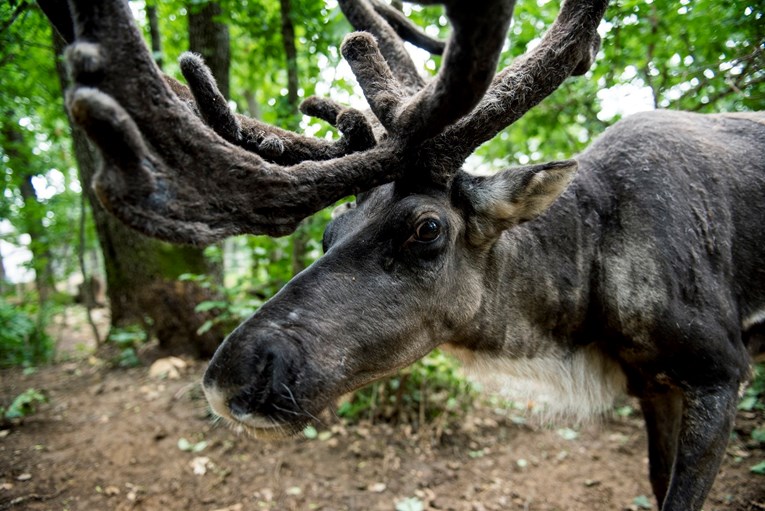 Sobovi umiru na arktičkom otočju zbog klimatskih promjena