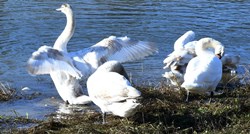 Novi slučaj ptičje gripe kod divljih ptica u Vukovarsko-srijemskoj županiji