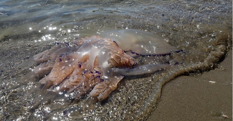 Mnoštvo meduza na sjevernom Jadranu. Znanstvenica objasnila što se događa