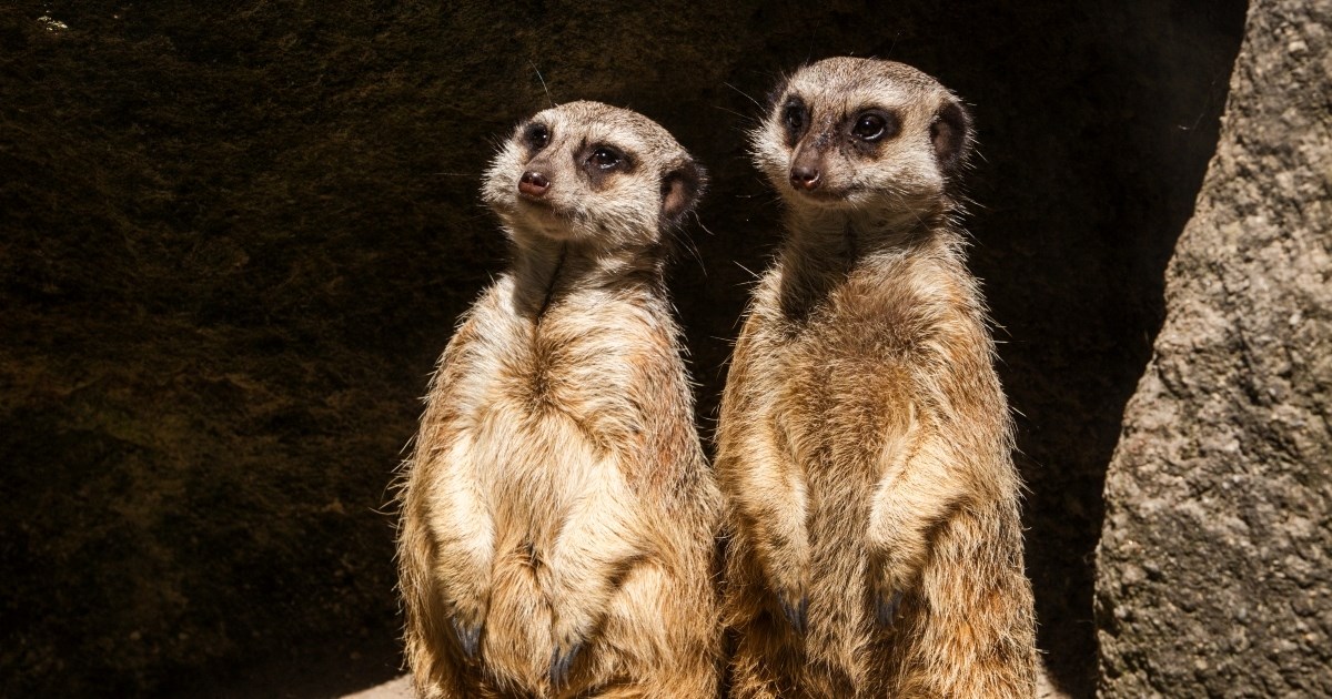 FOTO Pogledajte kako izgleda zagrebački ZOO, za vikend slave 100 godina