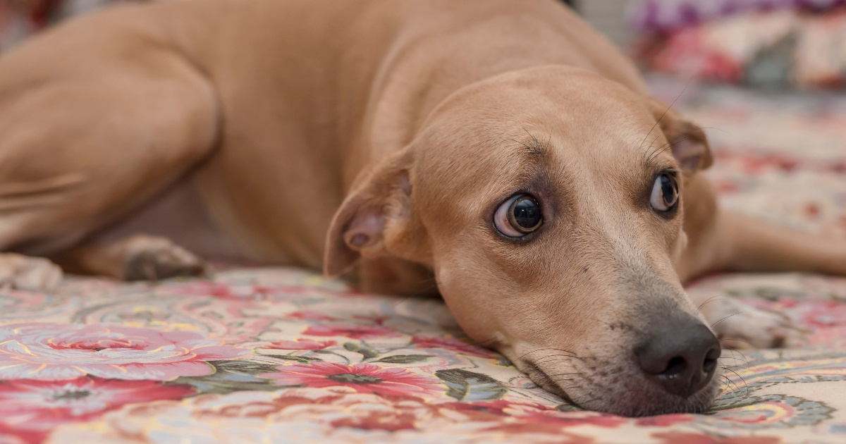 Kako znati da pas treba pomoć veterinara zbog separacijske anksioznosti?