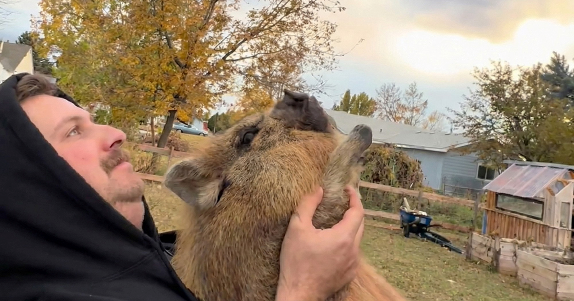 Dramatična reakcija svinje koja prvi put vidi nebo izazvala raspravu na internetu
