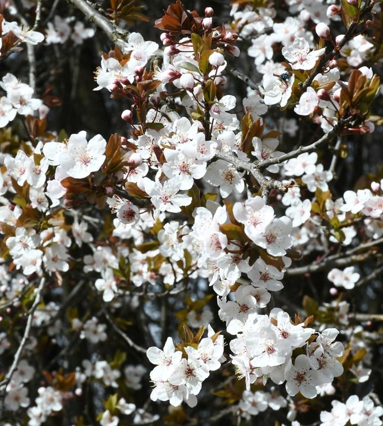 FOTO Predivni prizori iz Siska: Divlja šljiva procvjetala i oduševila prolaznike