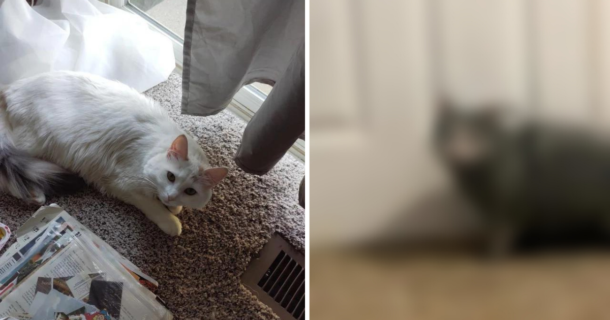 Mačka se zavukla u kamin pa transformacijom nasmijala ljude do suza