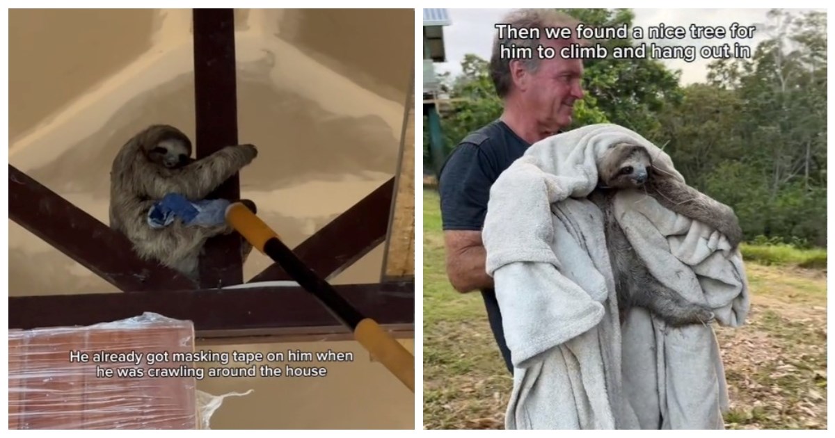 Supružnici zaboravili zatvoriti prozor preko noći, pogledajte tko im se ušuljao