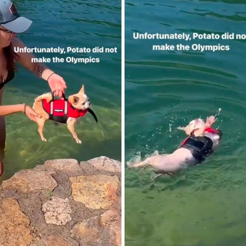 Pas plivao prvi put u životu, video je urnebes