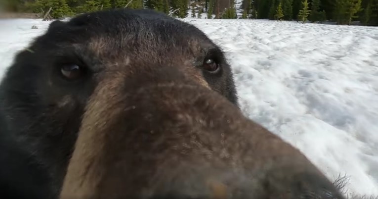 Tip u šumi našao izgubljenu kameru, na njoj bio video medvjeda koji se sam snimao