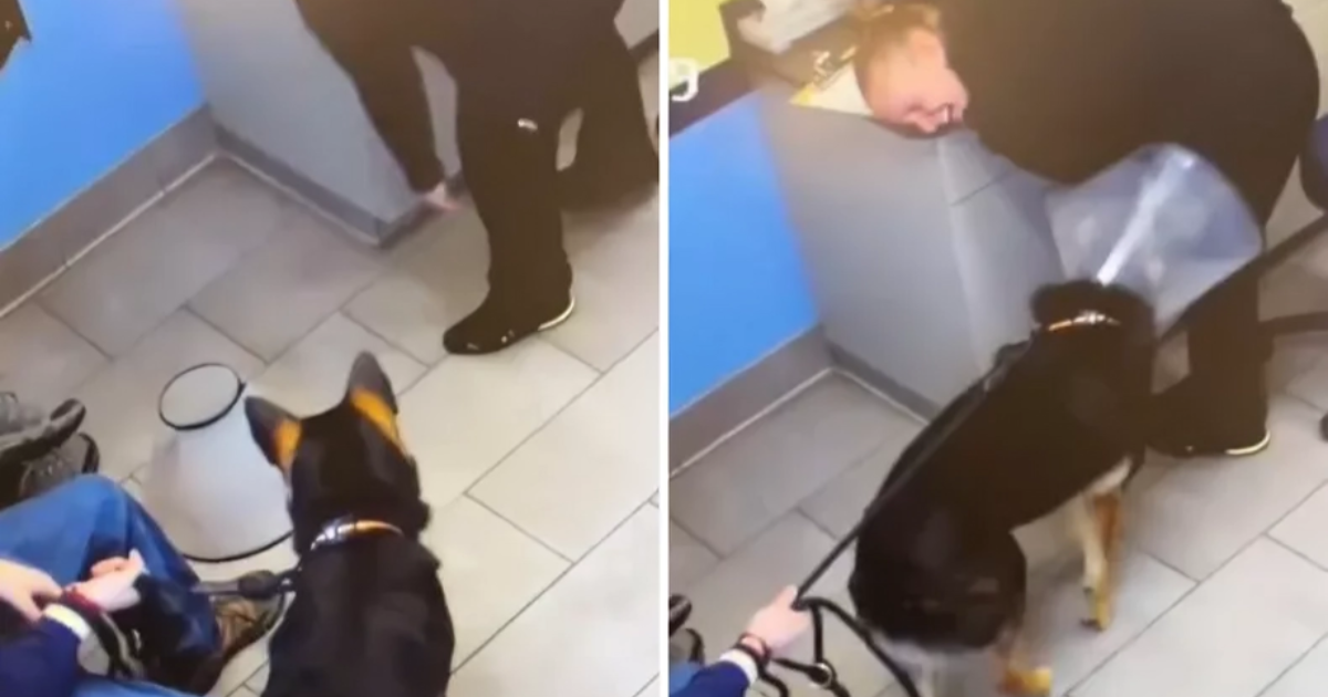 Njemački ovčar učinio je nešto što veterinari nisu nikad prije vidjeli. Video je hit