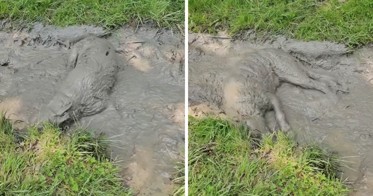 Njemački ovčar valjao se u blatu tijekom šetnje. Gotovo pa se ni ne vidi