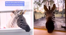Zebra Marty voli gurati glavu kroz prozor i jesti grožđe