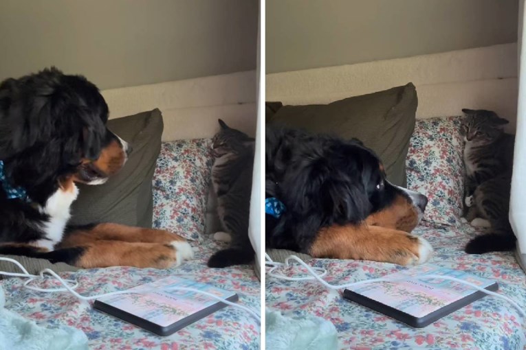 "Nježni div i oprezna maca": Snimka njihova susreta osvojila je internet 🥹