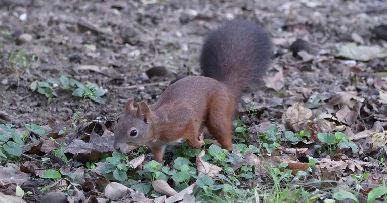 FOTO Vjeverica iskoristila prvo jesensko jutro za skupljanje plodova