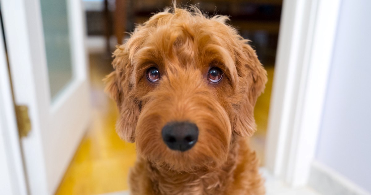 Prati li vas pas u kupaonicu i čeka dok se tuširate? Evo zašto to čini