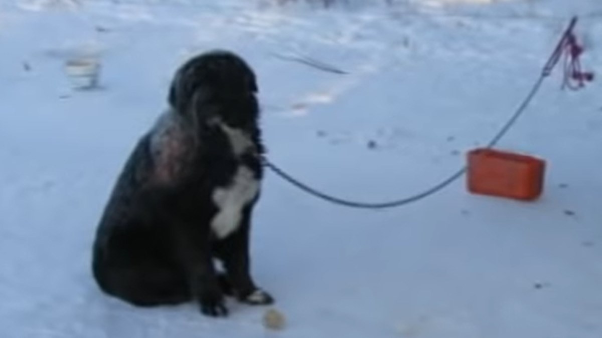 Smrzavao se i 4 godine bio zavezan na lancu, sve dok ga jedan anđeo nije spasio