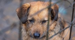 Volonteri udruge koja se brine o životinjama osumnjičeni za mučenje pasa