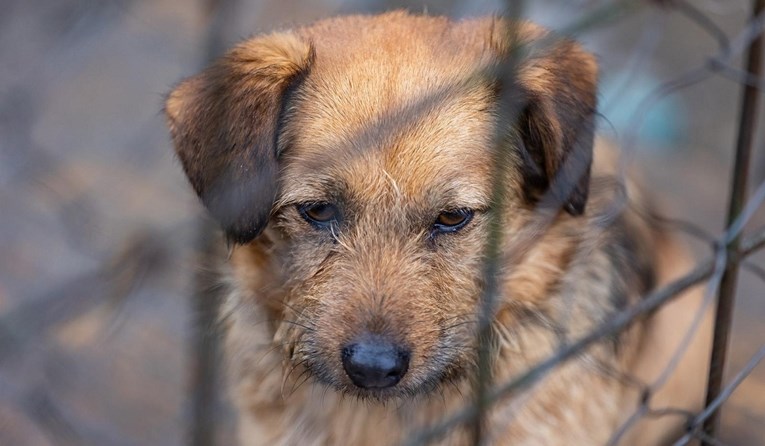Zbog mučenja pasa prijavljeni volonteri udruge za brigu o životinjama