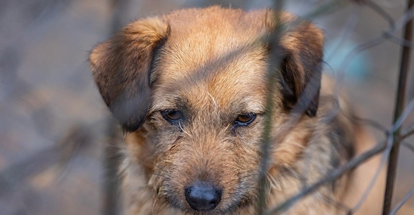 Volonteri udruge koja se brine o životinjama osumnjičeni za mučenje pasa