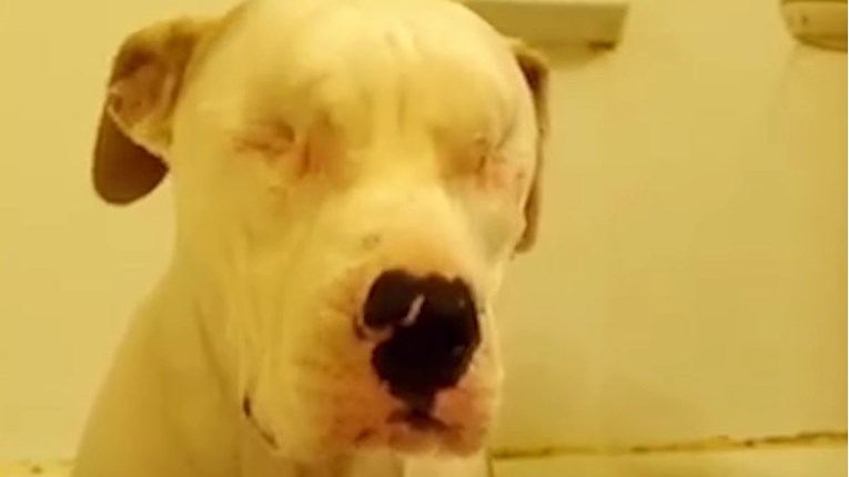 VIDEO Iako je slijep, pit bul je pronašao prijateljicu da ga vodi kroz život